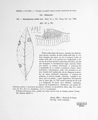 Gloeosporidiella nobilis image